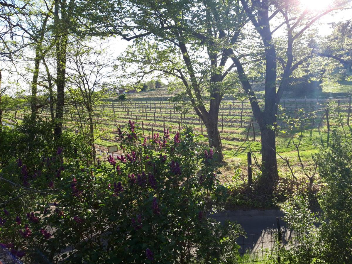 Pilikan Apartments - Park, Agroturism, Vineyard & Farm Cserszegtomaj Luaran gambar
